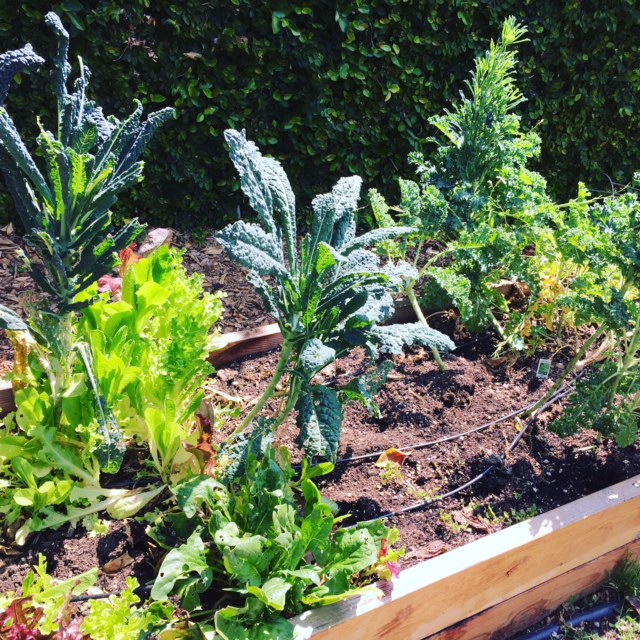 vegetable garden is one of the easy ways to save the planet