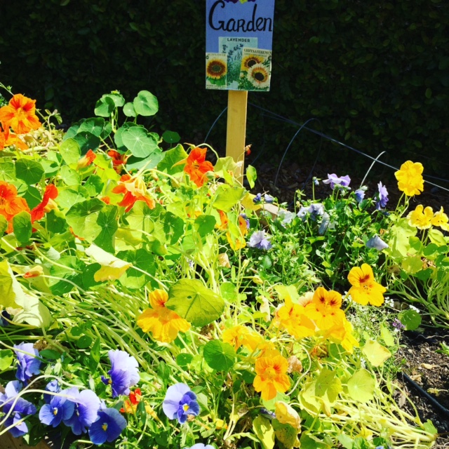 flowers in a garden