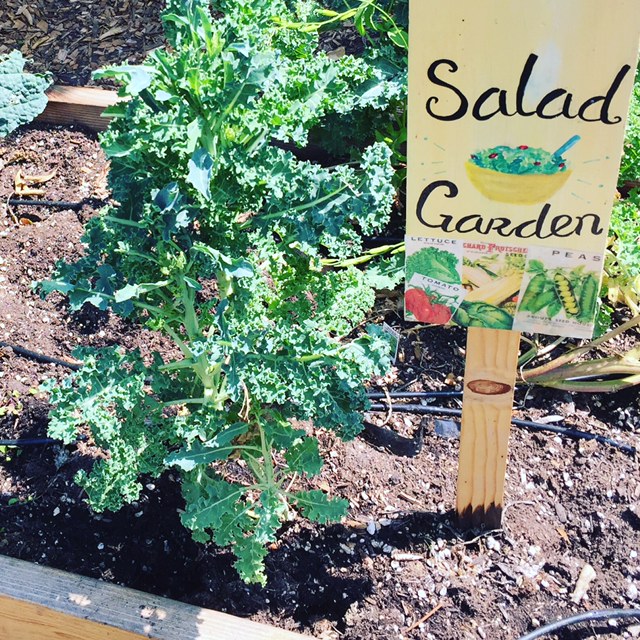 vegetables in a garden